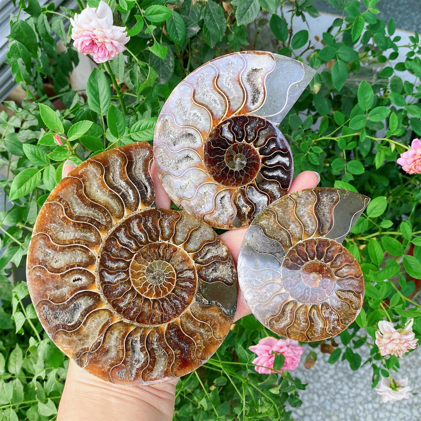 Precious Cambrian ammonite fossil collection specimen