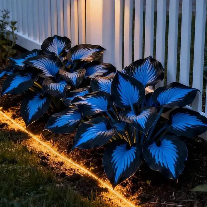 【Ideal for Winter Planting】 🌿Premium Rare Hosta Seeds | 2026 New Arrivals from Los Angeles Flower District