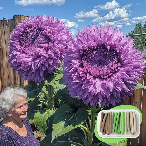 Enchanting Giant Teddy Bear Sunflower Seeds