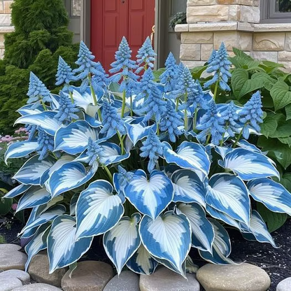 【Ideal for Winter Planting】 Premium Rare Hosta Seeds | 2026 New Arrivals from Los Angeles Flower District（副本）
