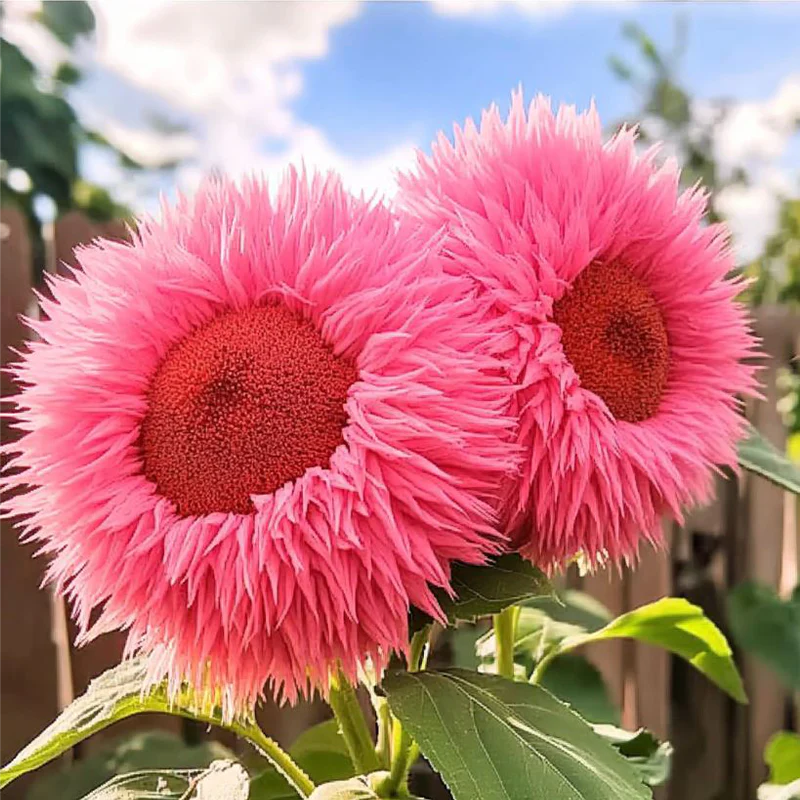 Enchanting Giant Teddy Bear Sunflower Seeds