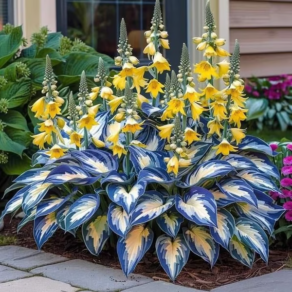 【Ideal for Winter Planting】 🌿Premium Rare Hosta Seeds | 2026 New Arrivals from Los Angeles Flower District