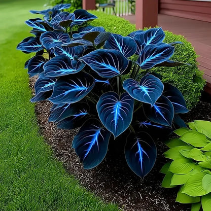 Spring & Winter Growing🔥2026 Garden Must-Have🌾Coleus Seeds&Hosta seeds