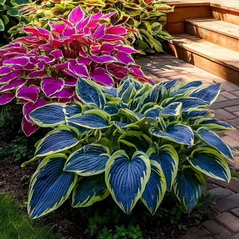 Spring & Winter Growing🔥2026 Garden Must-Have🌾Coleus Seeds&Hosta seeds