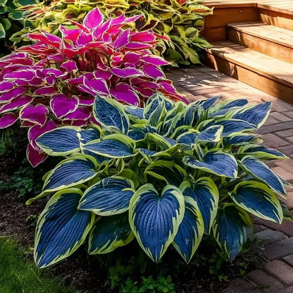 Spring & Winter Growing🔥2026 Garden Must-Have🌾Coleus Seeds&Hosta seeds