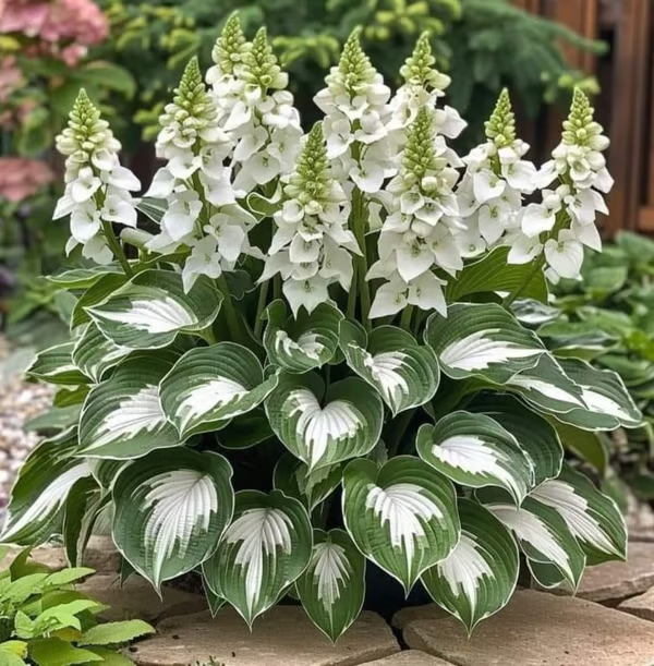 【Ideal for Winter Planting】 🌿Premium Rare Hosta Seeds | 2026 New Arrivals from Los Angeles Flower District