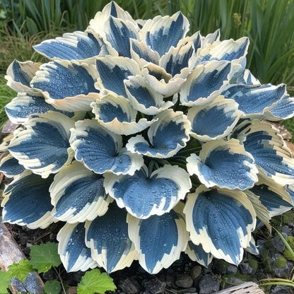 Spring & Winter Growing🔥2026 Garden Must-Have🌾Coleus Seeds&Hosta seeds