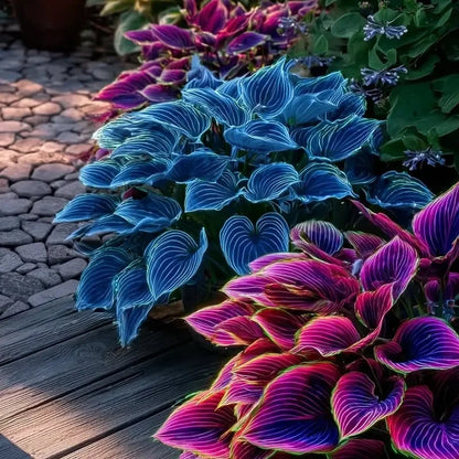 Spring & Winter Growing🔥2026 Garden Must-Have🌾Coleus Seeds&Hosta seeds