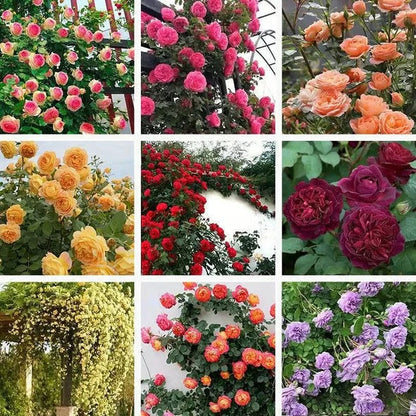 【3 days germination】🔥Last Day 49% OFF🌺Climbing Rose Seeds