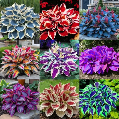 Spring & Winter Growing🔥2026 Garden Must-Have🌾Coleus Seeds&Hosta seeds