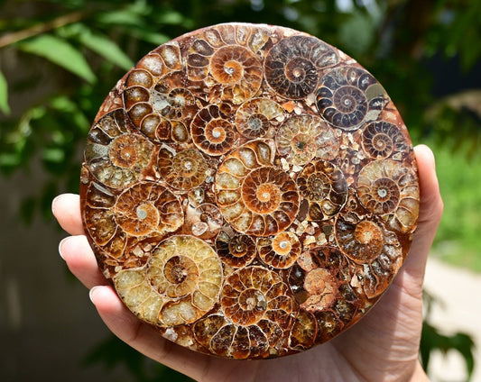 Rare Cambrian Period Ammonite Fossil Collector Specimens