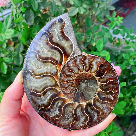 Precious Cambrian ammonite fossil collection specimen