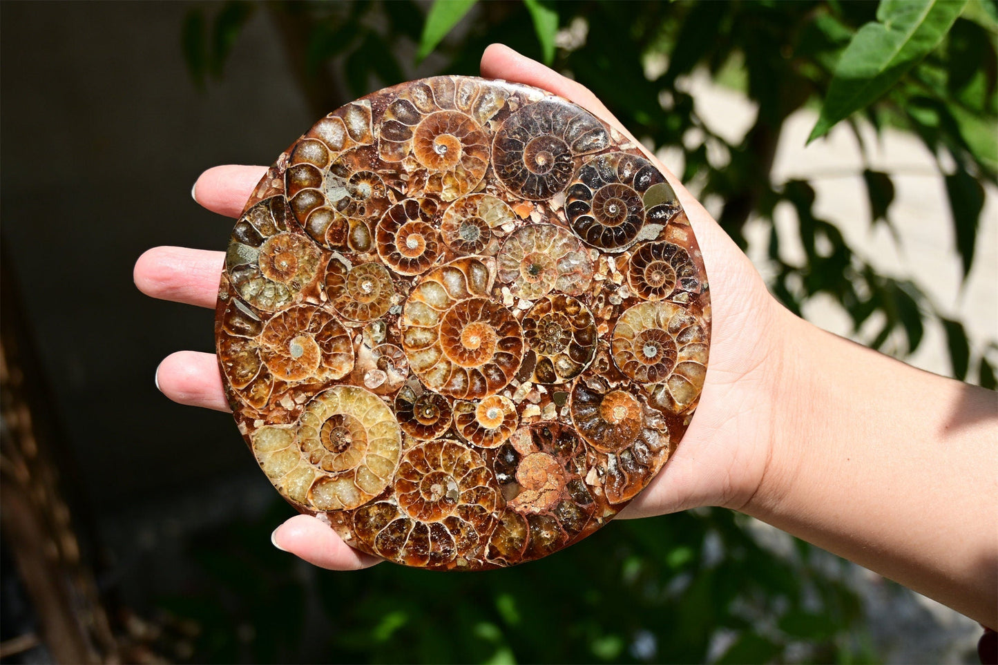 Rare Cambrian Period Ammonite Fossil Collector Specimens