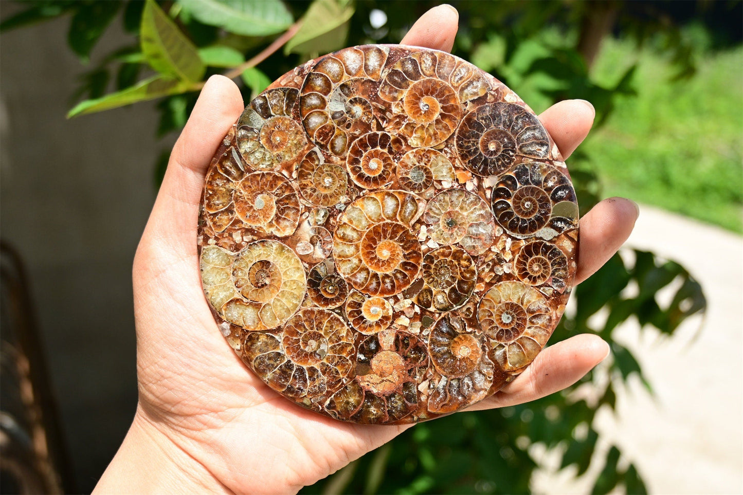 Rare Cambrian Period Ammonite Fossil Collector Specimens