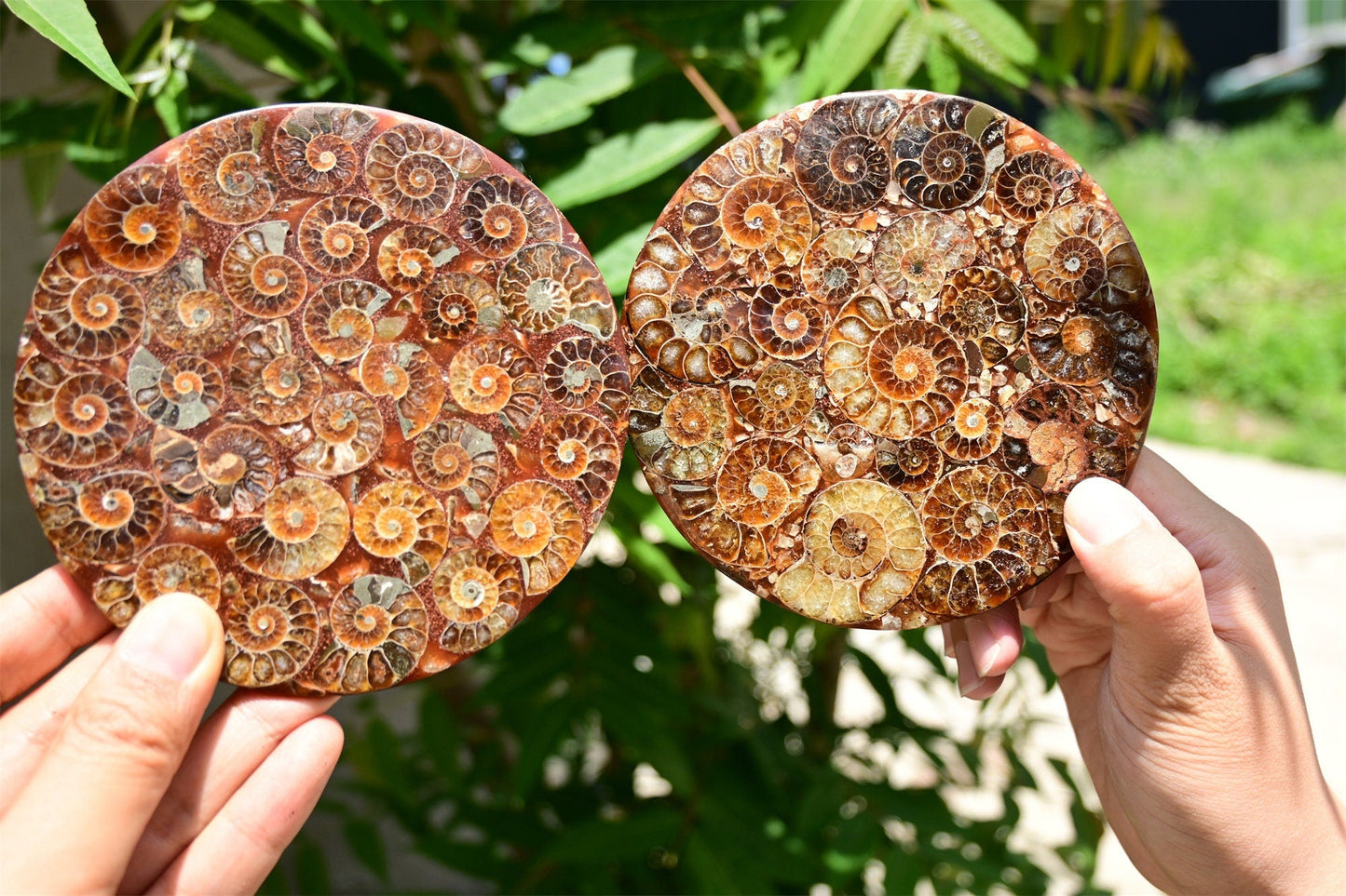 Rare Cambrian Period Ammonite Fossil Collector Specimens