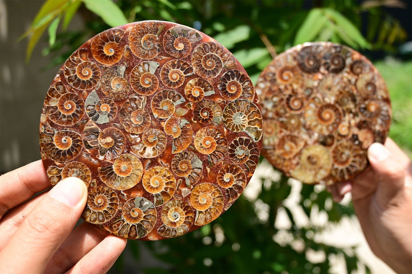 Rare Cambrian Period Ammonite Fossil Collector Specimens