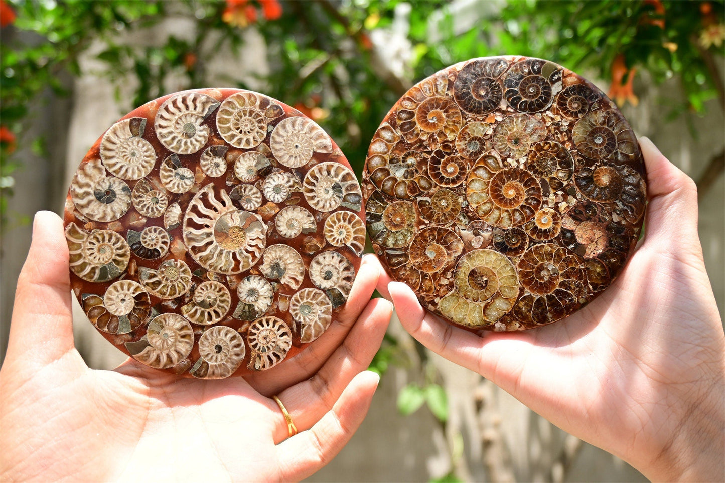 Rare Cambrian Period Ammonite Fossil Collector Specimens