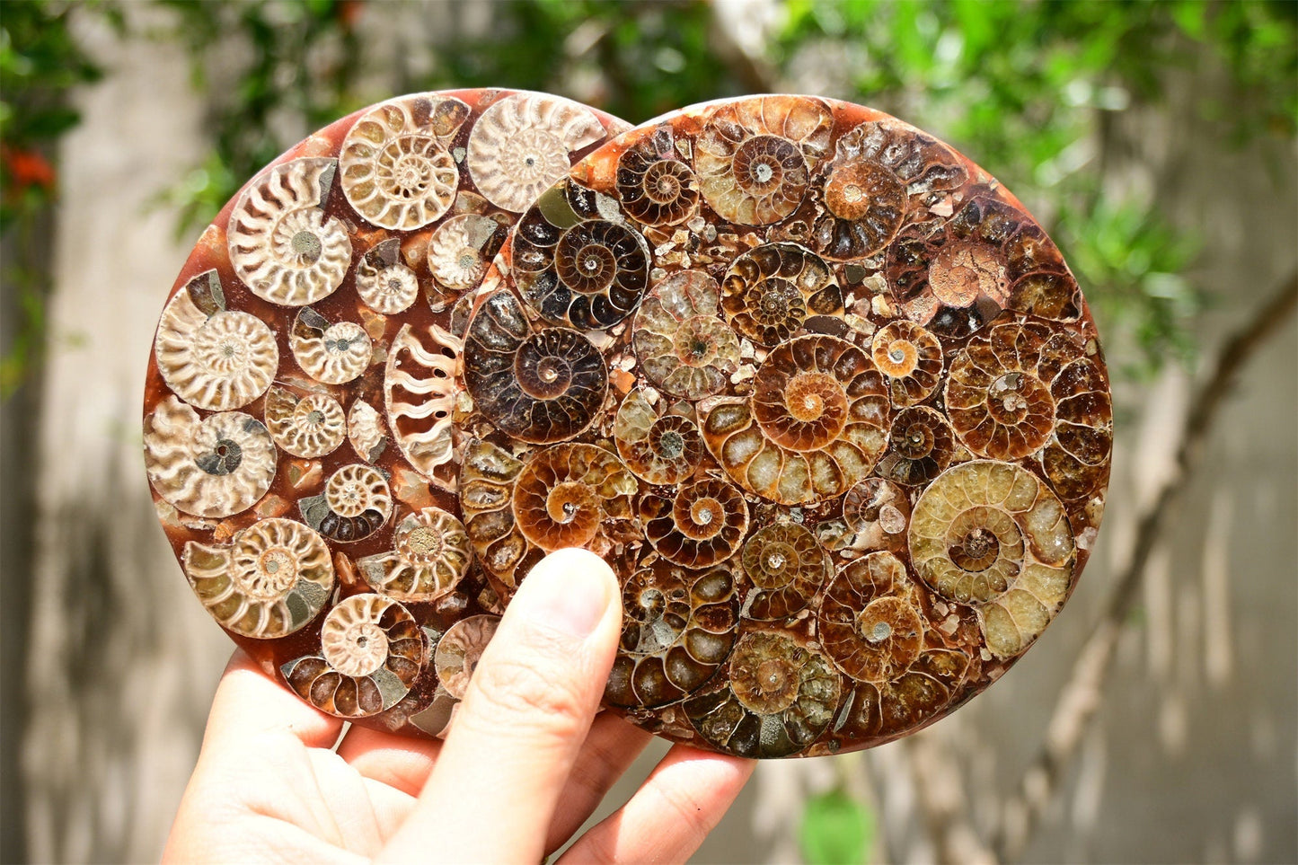 Rare Cambrian Period Ammonite Fossil Collector Specimens
