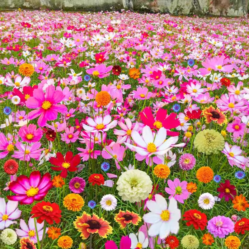 Mixed Wildflower Seeds🌱Fastest germination in three days!