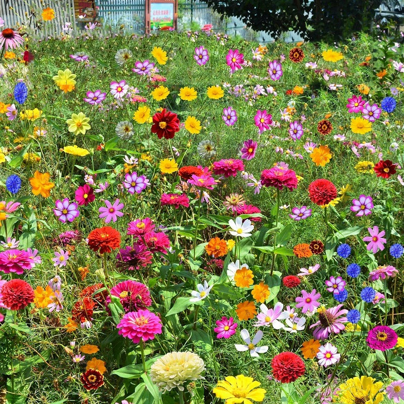 Mixed Wildflower Seeds🌱Fastest germination in three days!
