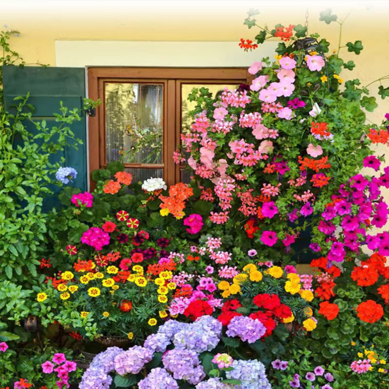 Mixed Wildflower Seeds🌱Fastest germination in three days!