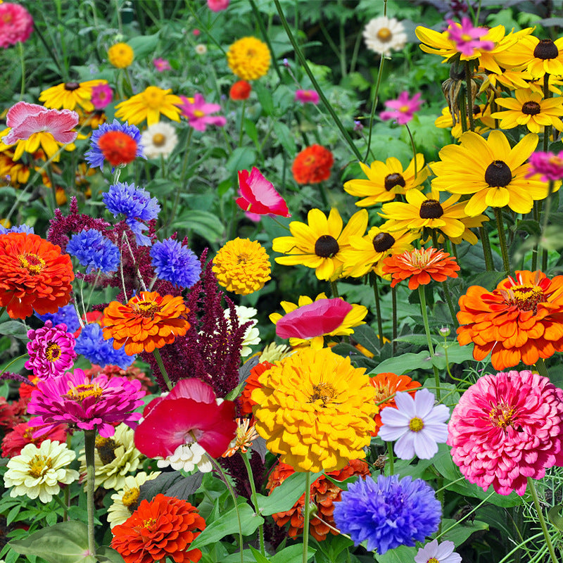 Mixed Wildflower Seeds🌱Fastest germination in three days!