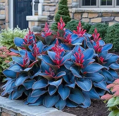 Spring & Winter Growing🔥2026 Garden Must-Have🌾Coleus Seeds&Hosta seeds