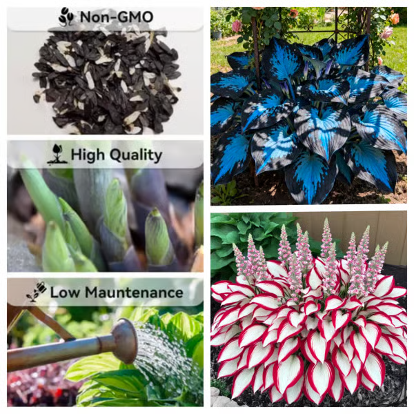 【Ideal for Winter Planting】 🌿Premium Rare Hosta Seeds | 2026 New Arrivals from Los Angeles Flower District