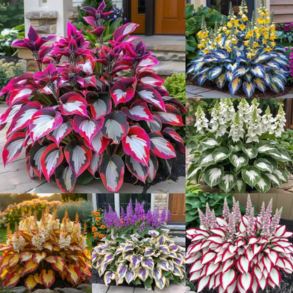 【Ideal for Winter Planting】 Premium Rare Hosta Seeds | 2026 New Arrivals from Los Angeles Flower District（副本）