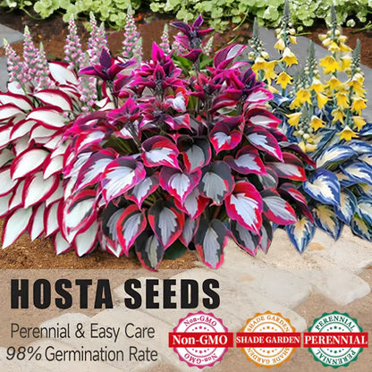 【Ideal for Winter Planting】 Premium Rare Hosta Seeds | 2026 New Arrivals from Los Angeles Flower District（副本）